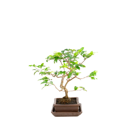 Syzigium Bonsai in bruine pot 16cm, hoogte 28cm