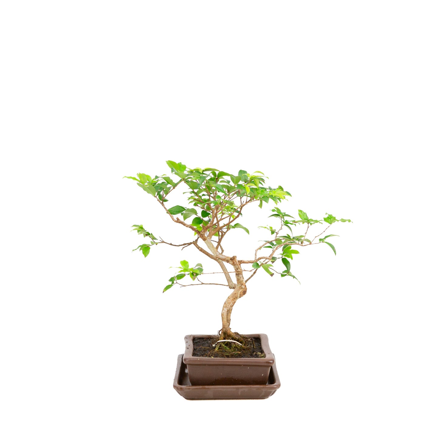 Syzigium Bonsai in bruine pot 16cm, hoogte 28cm