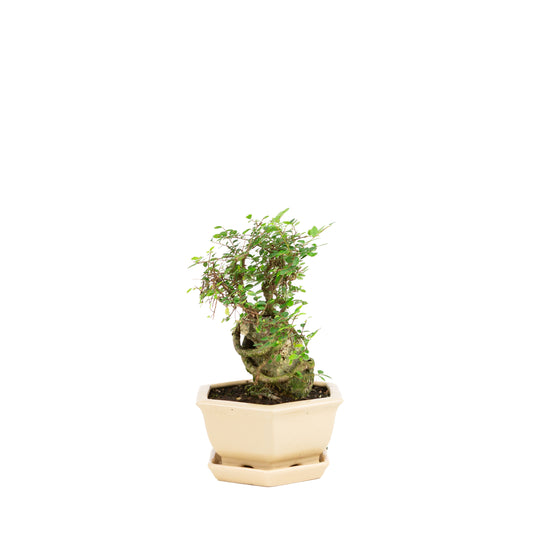 Zelkova Bonsai met steen in creme pot 18 cm, hoogte ~27cm