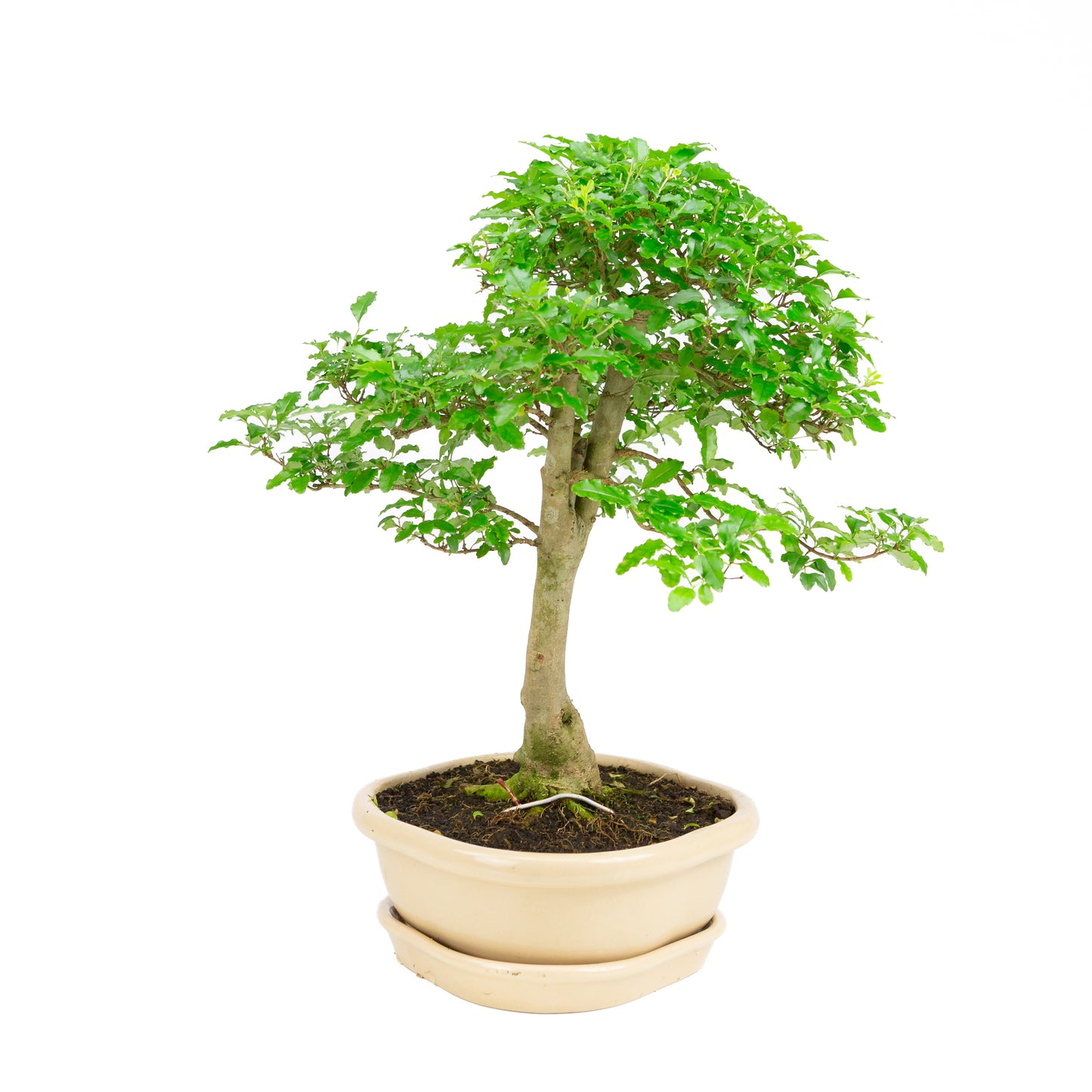 Ligustrum ovalifolium Bonsai in creme pot 26 cm, hoogte ~43 cm