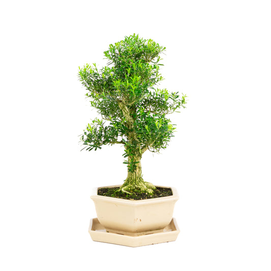 Buxus harlandii Bonsai in creme pot 22cm, hoogte ~42cm