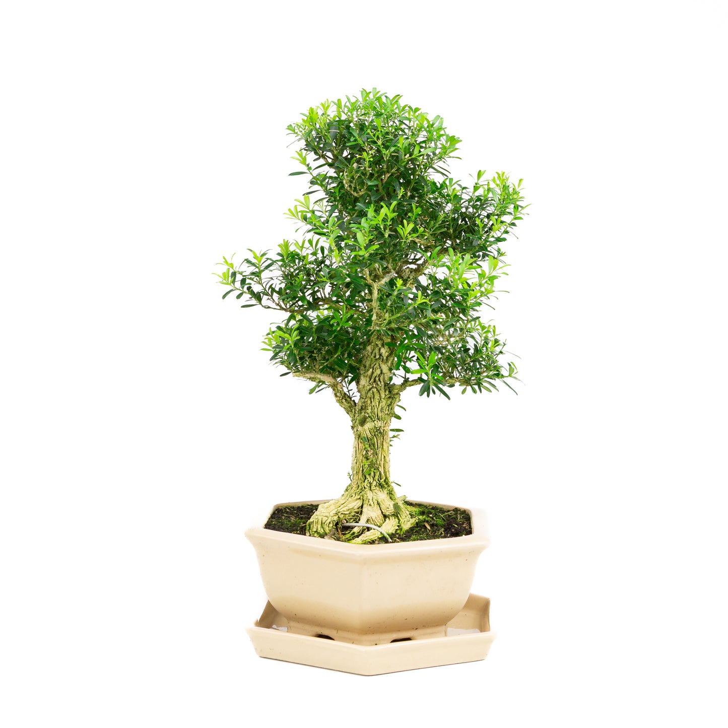 Buxus harlandii Bonsai in creme pot 22cm, hoogte ~42cm