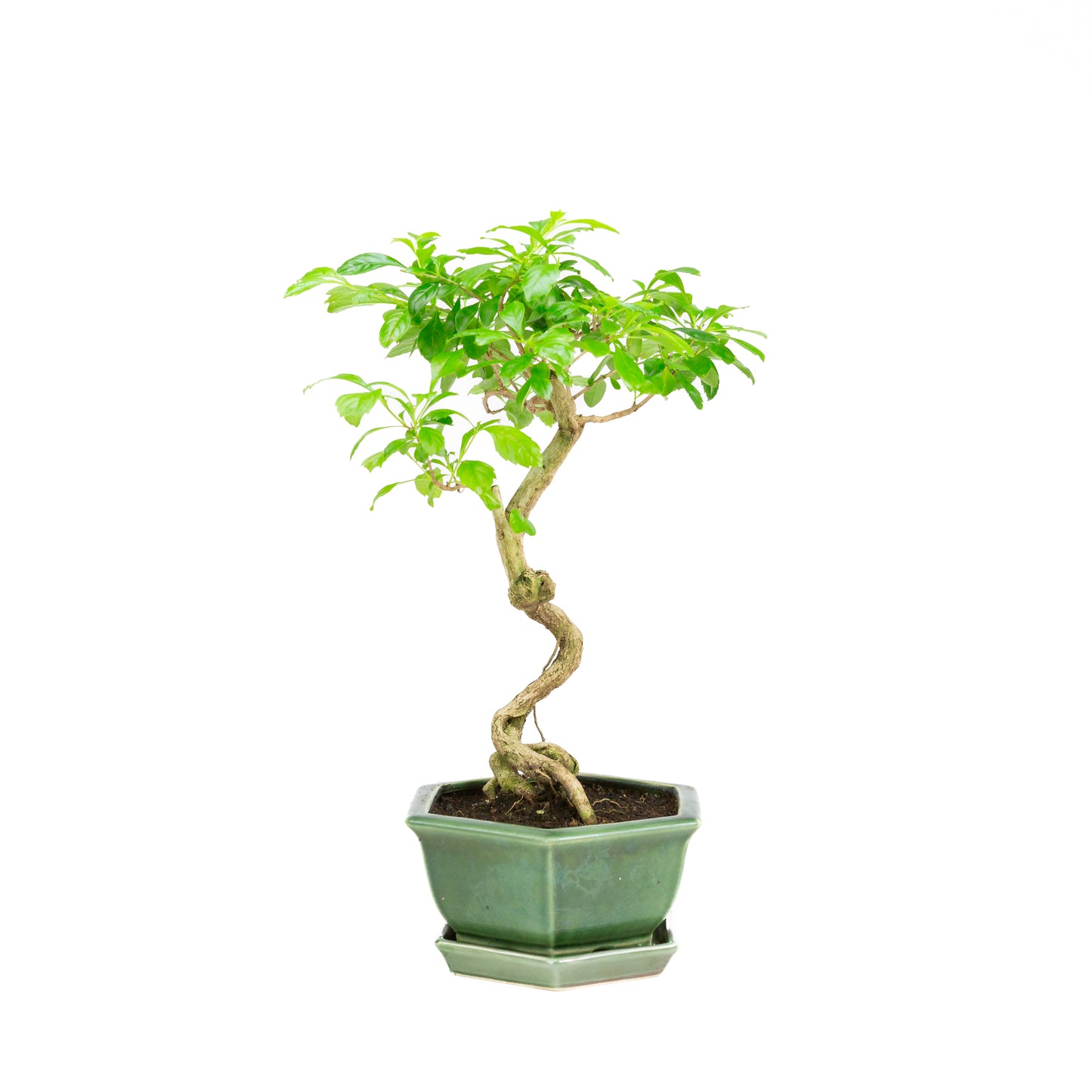 Durantha repens Bonsai in groene pot 18cm, hoogte ~39cm
