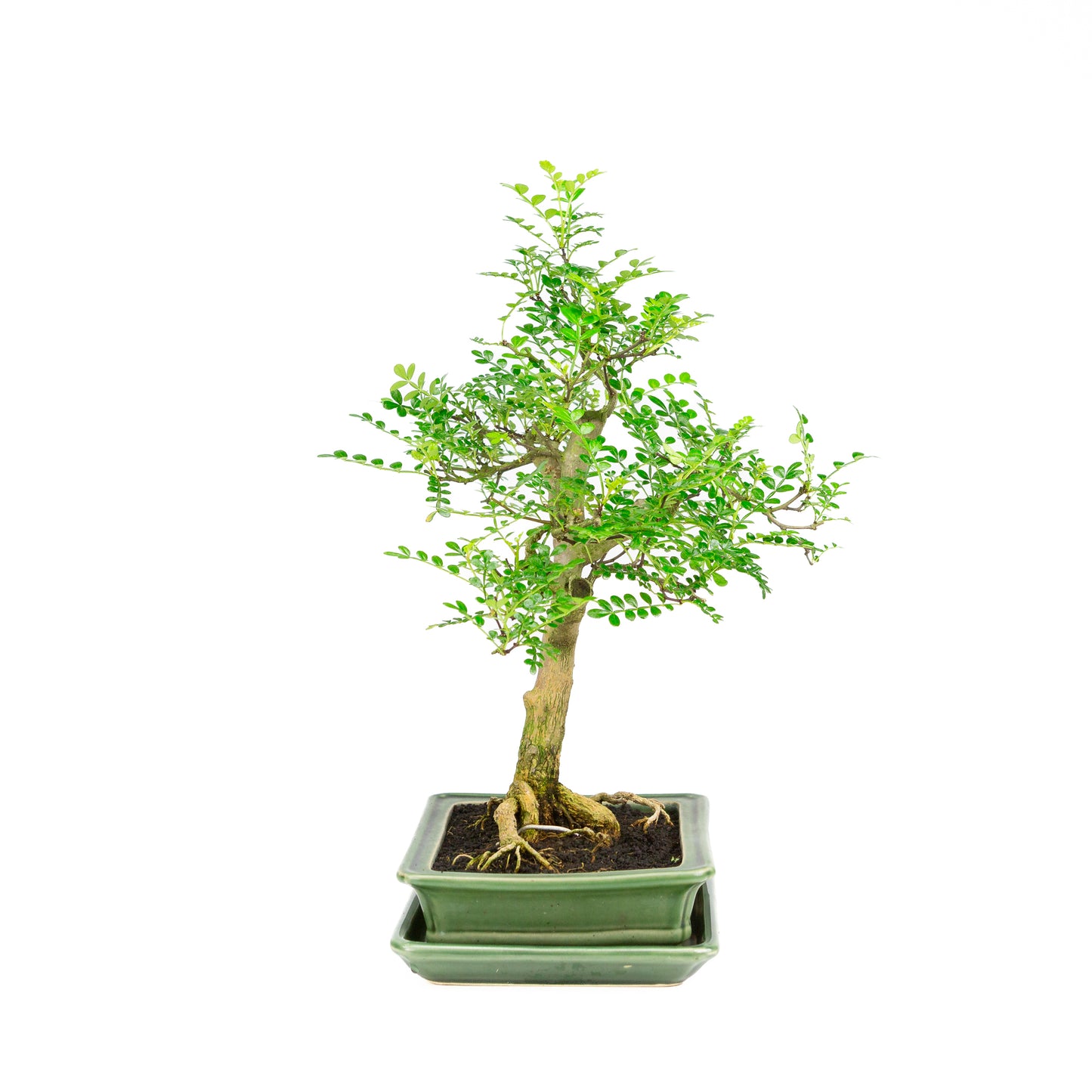 Zanthoxylum piperitum Bonsai in groene pot 21cm, hoogte ~40cm