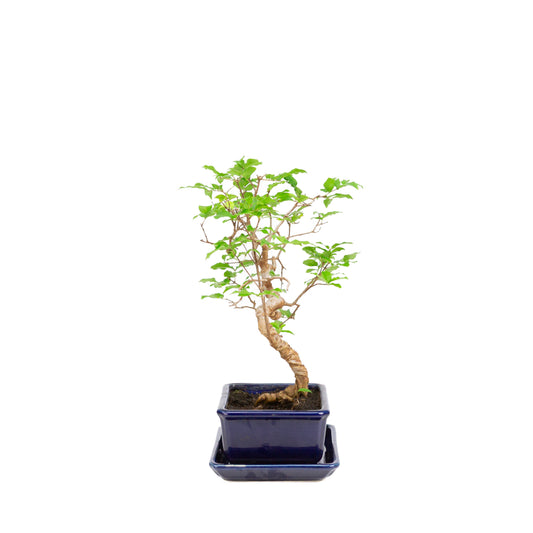 Syzigium Bonsai in blauwe pot 15cm, hoogte ~33cm