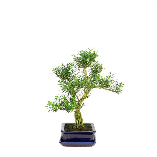 Buxus harlandii Bonsai in blauwe pot 17cm, hoogte ~34cm