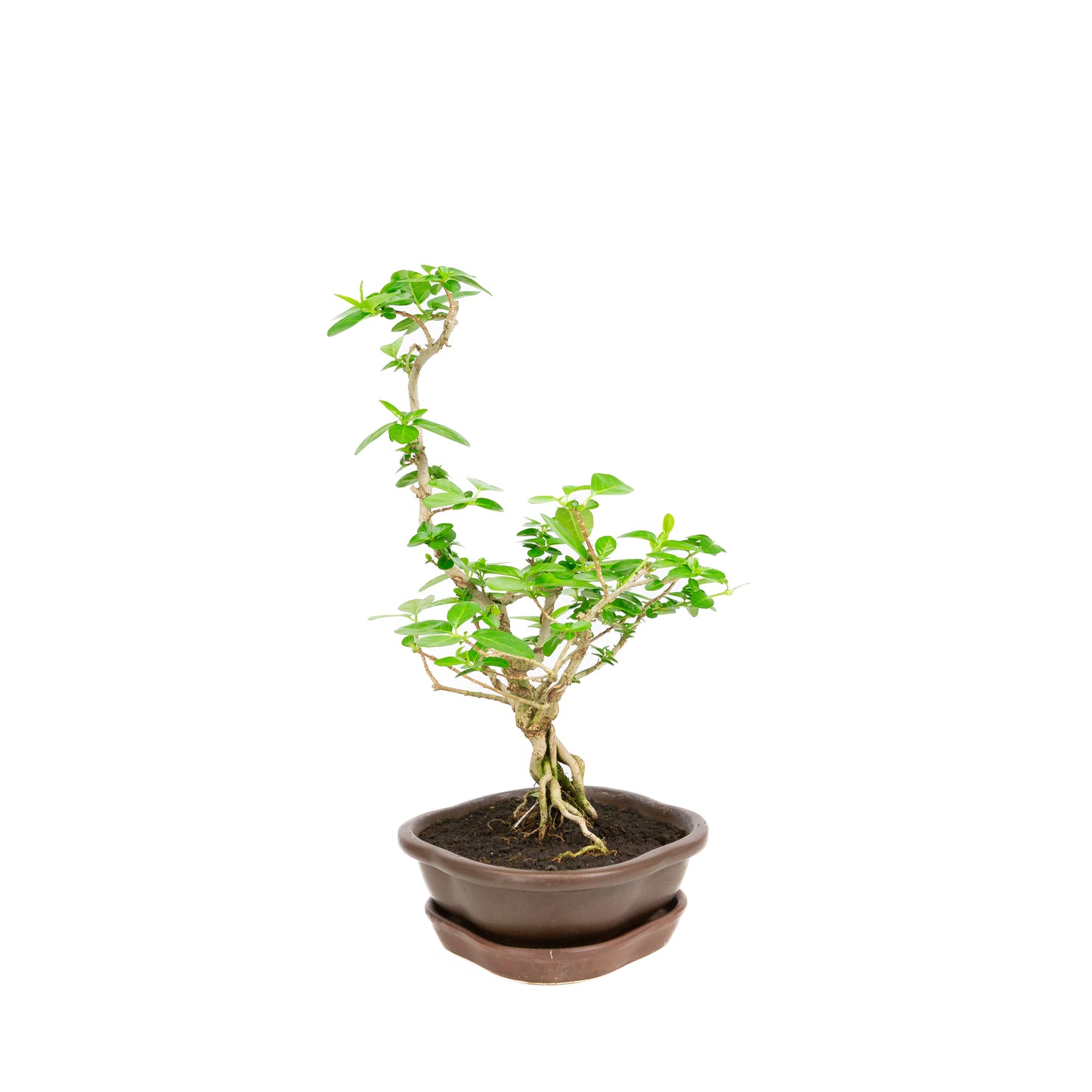 Premna Bonsai in bruine pot 22cm, hoogte ~35cm