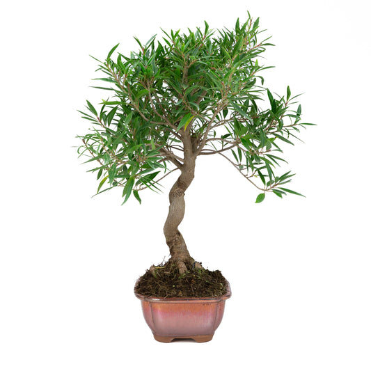 Ficus nerifolia (wilgenbladige vijg), hoogte ~52cm