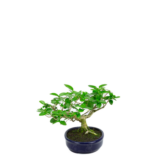 Premna microphylla (musk maple), hoogte ~19cm