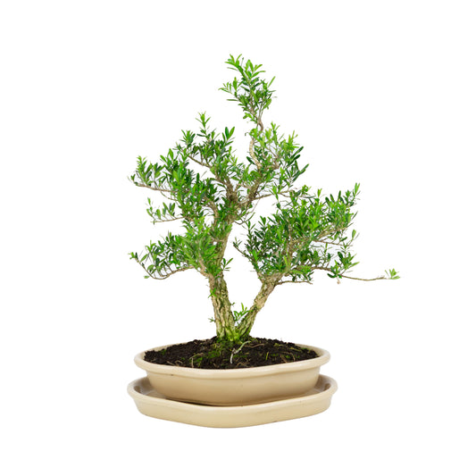 Buxus harlandii (Harland-buxus), hoogte ~38cm