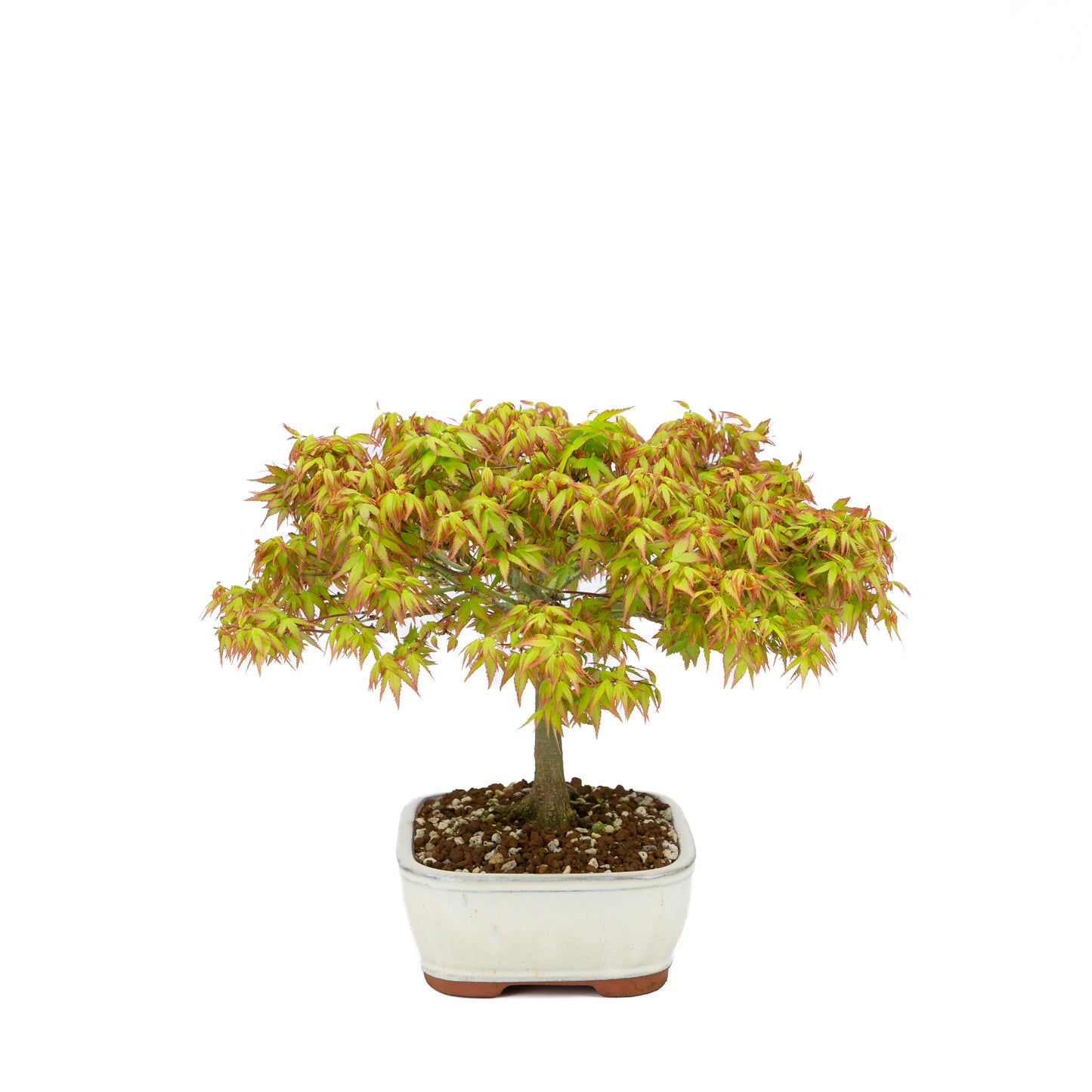 Acer palmatum 'Kiyohime' (Japanse esdoorn), hoogte ~30cm