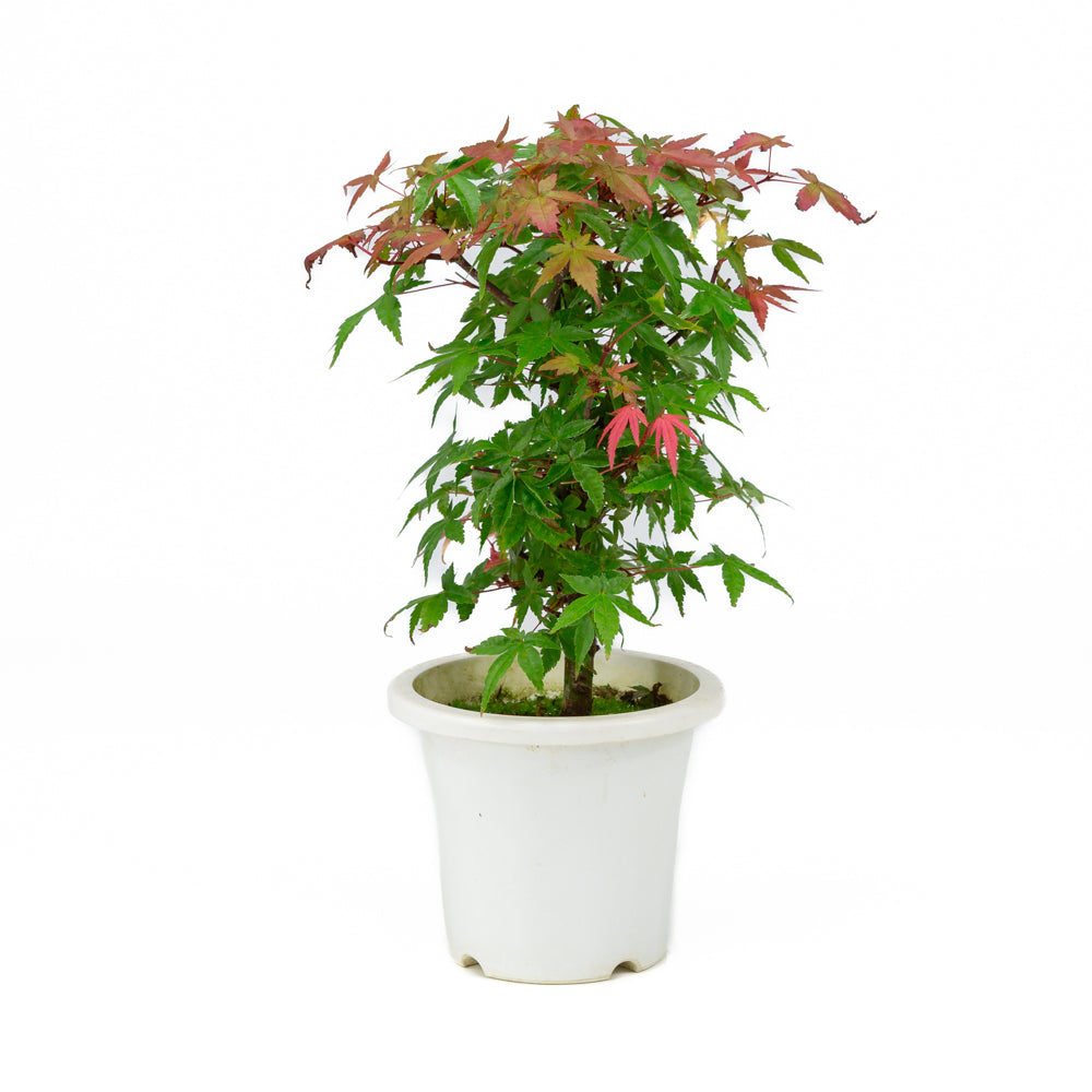 Acer palmatum plastic pot 13cm, hoogte ~33cm