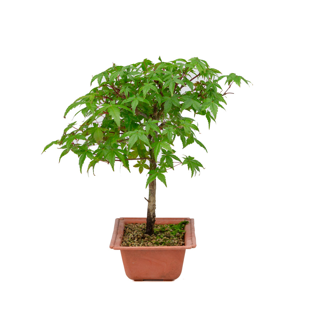 Acer palmatum Deshojo plastic pot 17cm, hoogte ~32cm