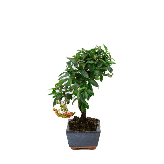 Pyracantha angustifolia blauwe rechthoekige pot 15cm, hoogte ~30cm