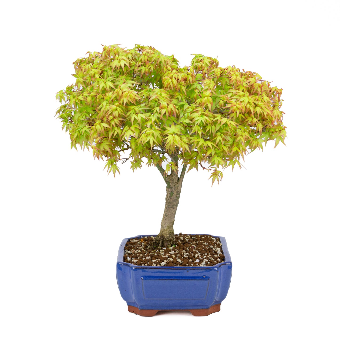 Acer palmatum 'Kiyohime' (Japanse esdoorn), hoogte ~45cm