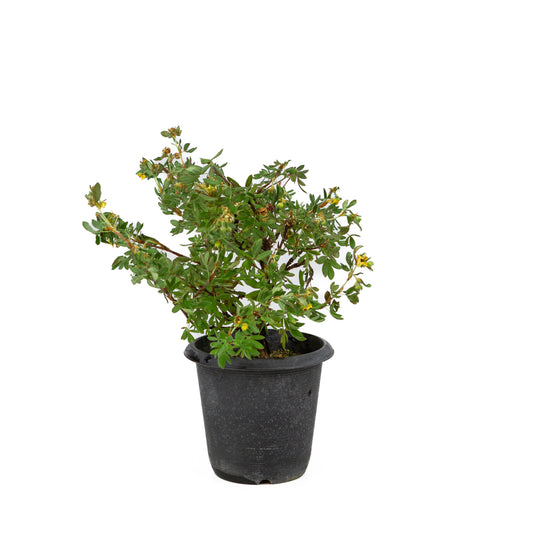 Potentilla fruticosa plastic pot 12cm, hoogte ~26cm