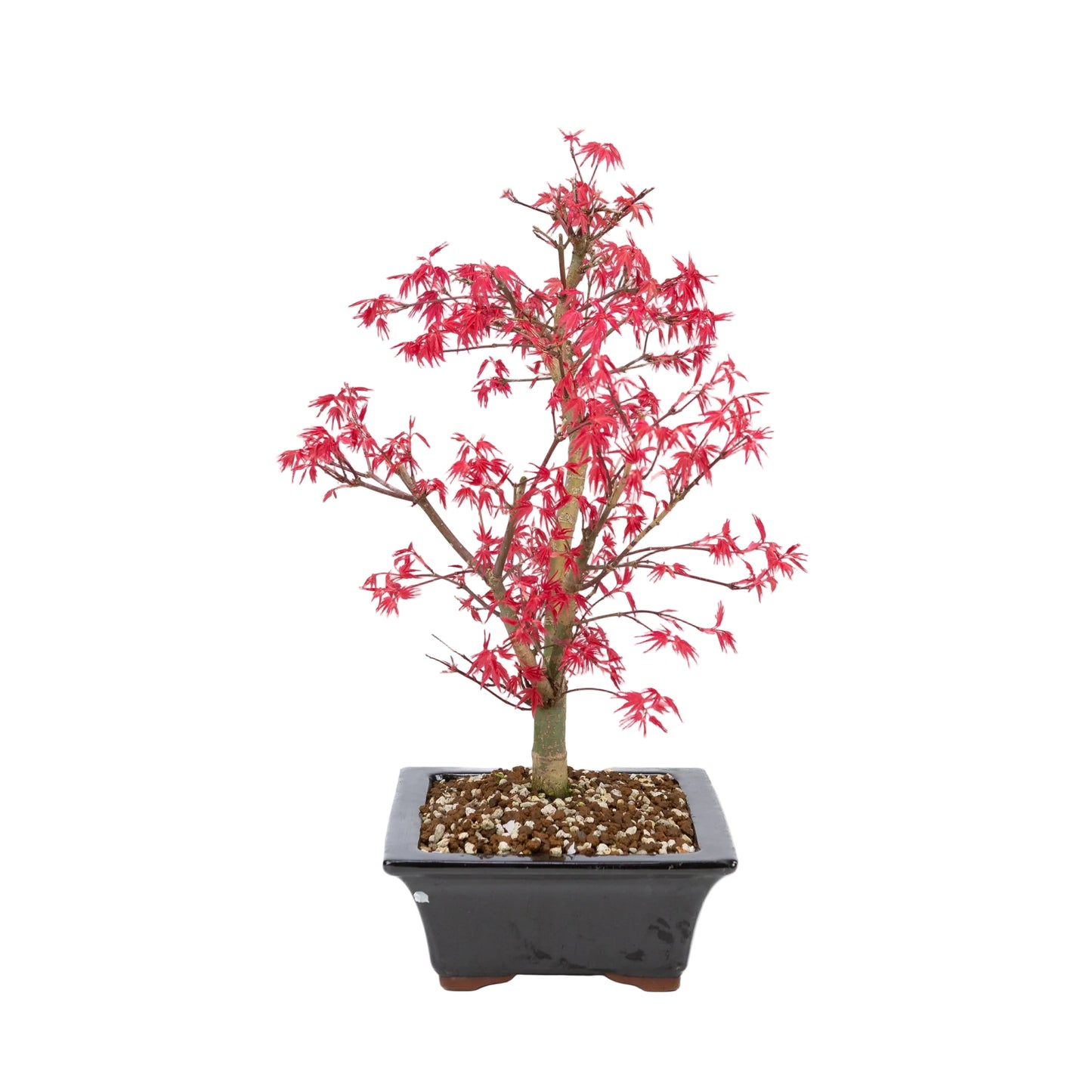 Acer palmatum 'Deshojo' (Japanse esdoorn), hoogte ~42cm