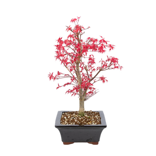 Acer palmatum 'Deshojo' (Japanse esdoorn), hoogte ~42cm