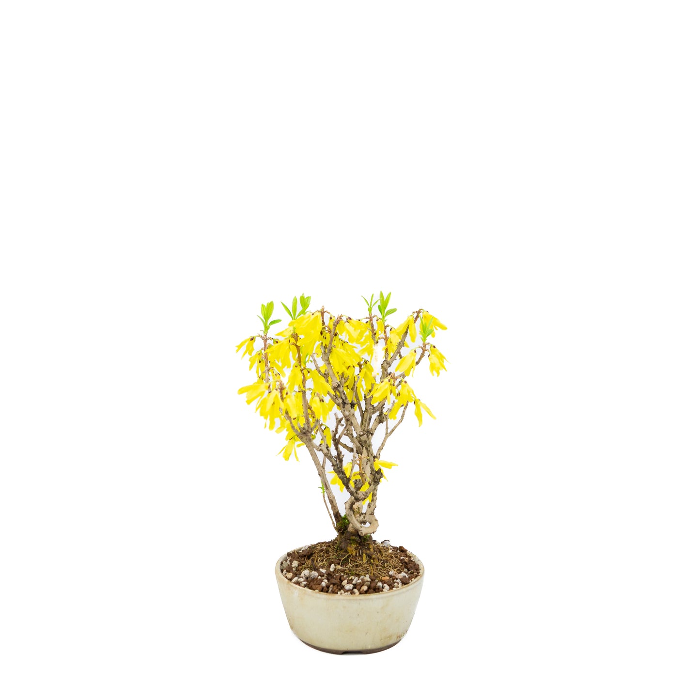Forsythia (Chinees klokje), hoogte ~26cm