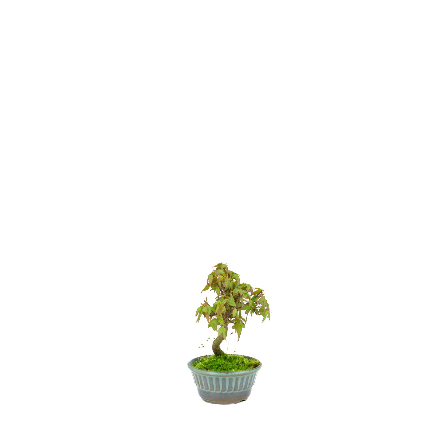Acer buergerianum (drietandesdoorn), hoogte ~17cm