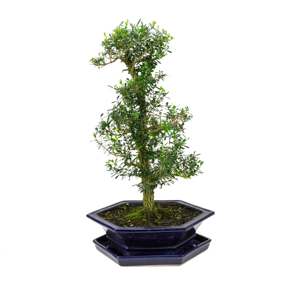 Buxus harlandii Bonsai in blauwe pot 32cm, hoogte ~60cm