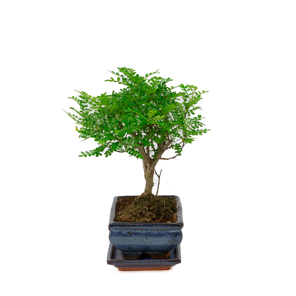 Zanthoxylum piperitium Bonsai in blauwe pot 20cm, hoogte ~32cm