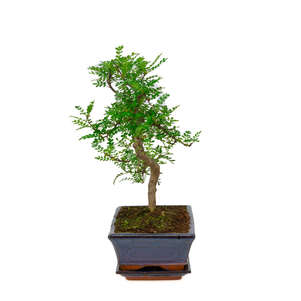 Zanthoxylum piperitium Bonsai in blauwe pot 25cm, hoogte ~48cm