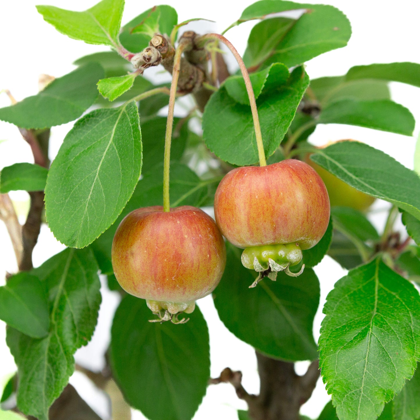 Malus domestica blauwe rechthoekige pot 16cm, hoogte ~40cm