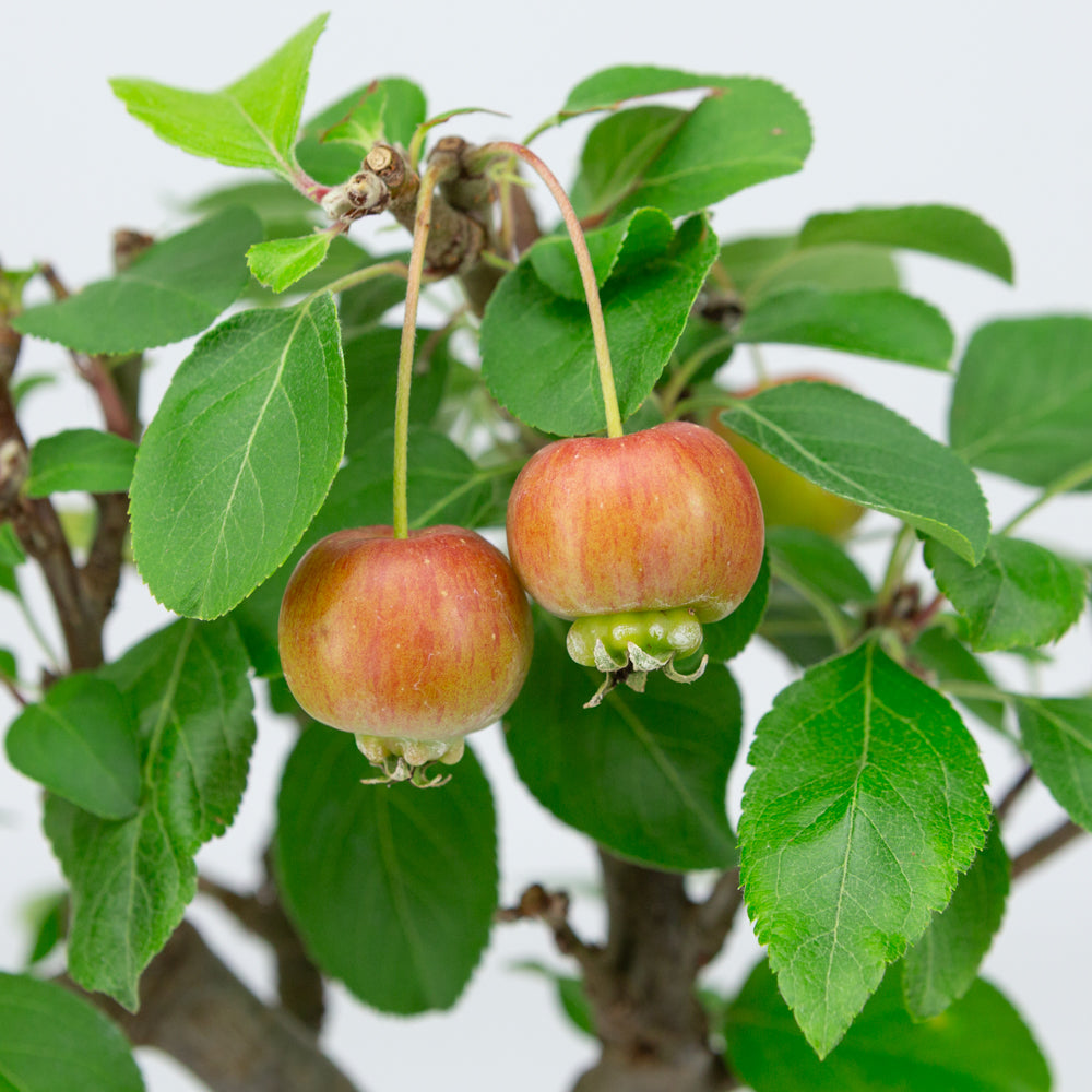 Malus halliana creme rechthoekige pot 16cm, hoogte ~34cm