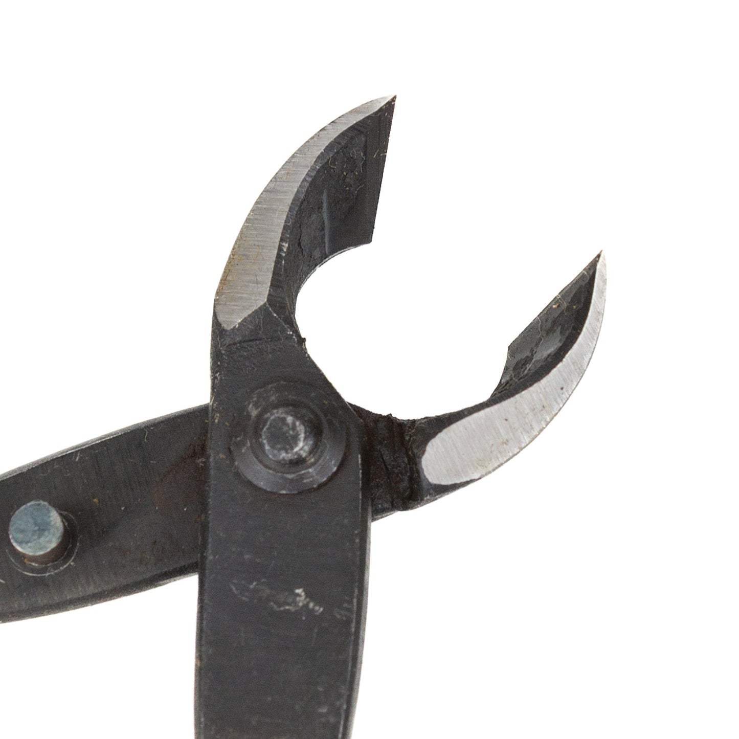 Bonsai Kaneshin concaaftang 165 mm