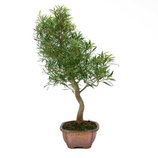 Ficus nerifolia (wilgenbladige vijg), hoogte ~67cm