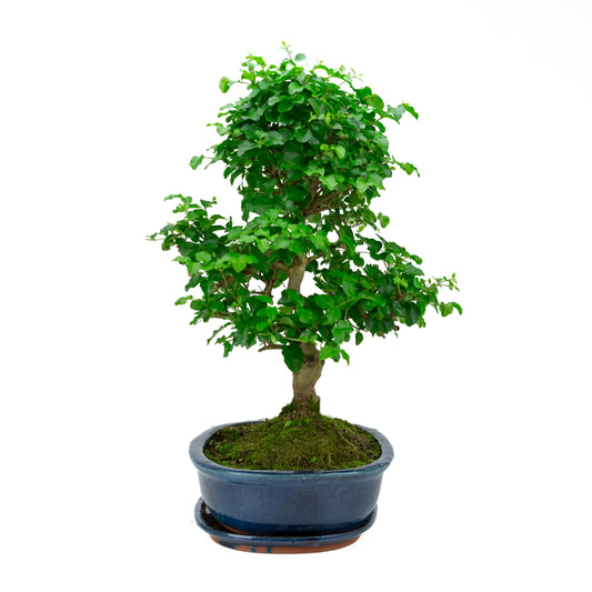 Ligustrum Ovalifolium (Liguster) hoogte ~52 cm