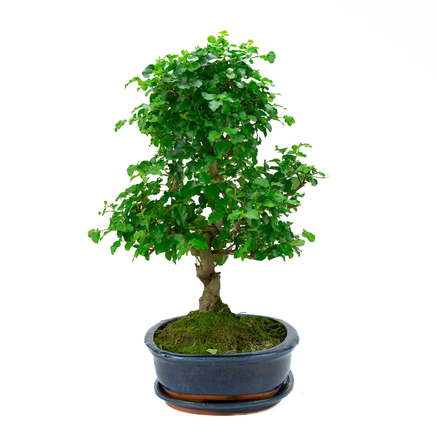 Ligustrum Ovalifolium (Liguster) hoogte ~52 cm