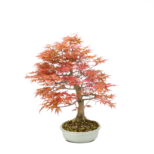 Acer palmatum 'Benichidori' (Japanse esdoorn), hoogte ~46 cm