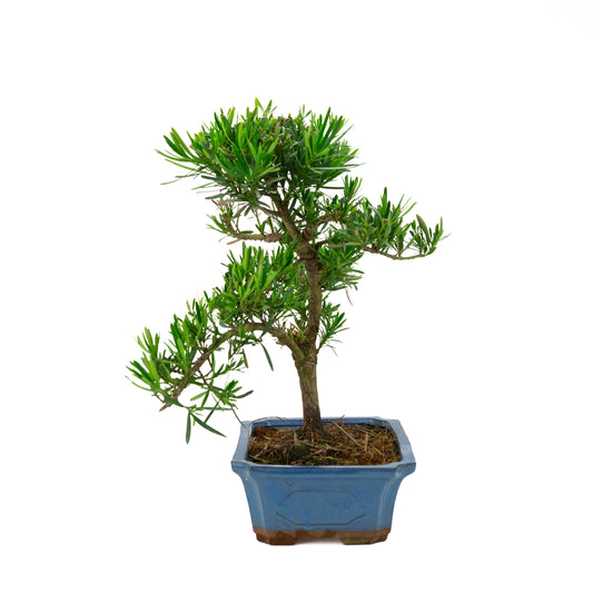 Podocarpus macrophylla, hoogte ~ 47 cm