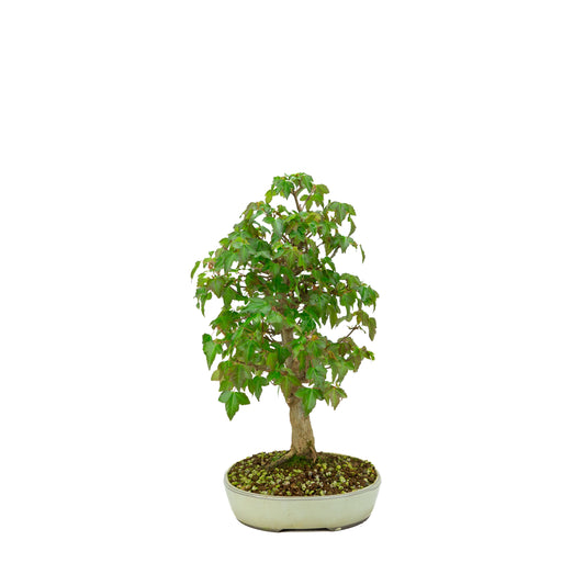 Acer buergerianum (Drietandesdoorn), hoogte ~ 40 cm