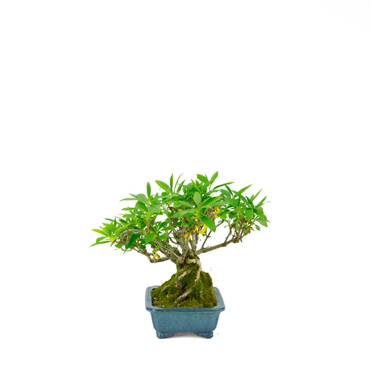 Forsythia blauwe pot 18cm, hoogte ~23cm