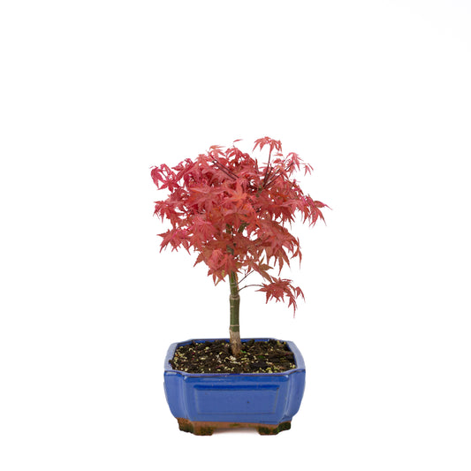 Acer palmatum (japanse esdoorn) 'Beni Maiko', hoogte ~ 40 cm