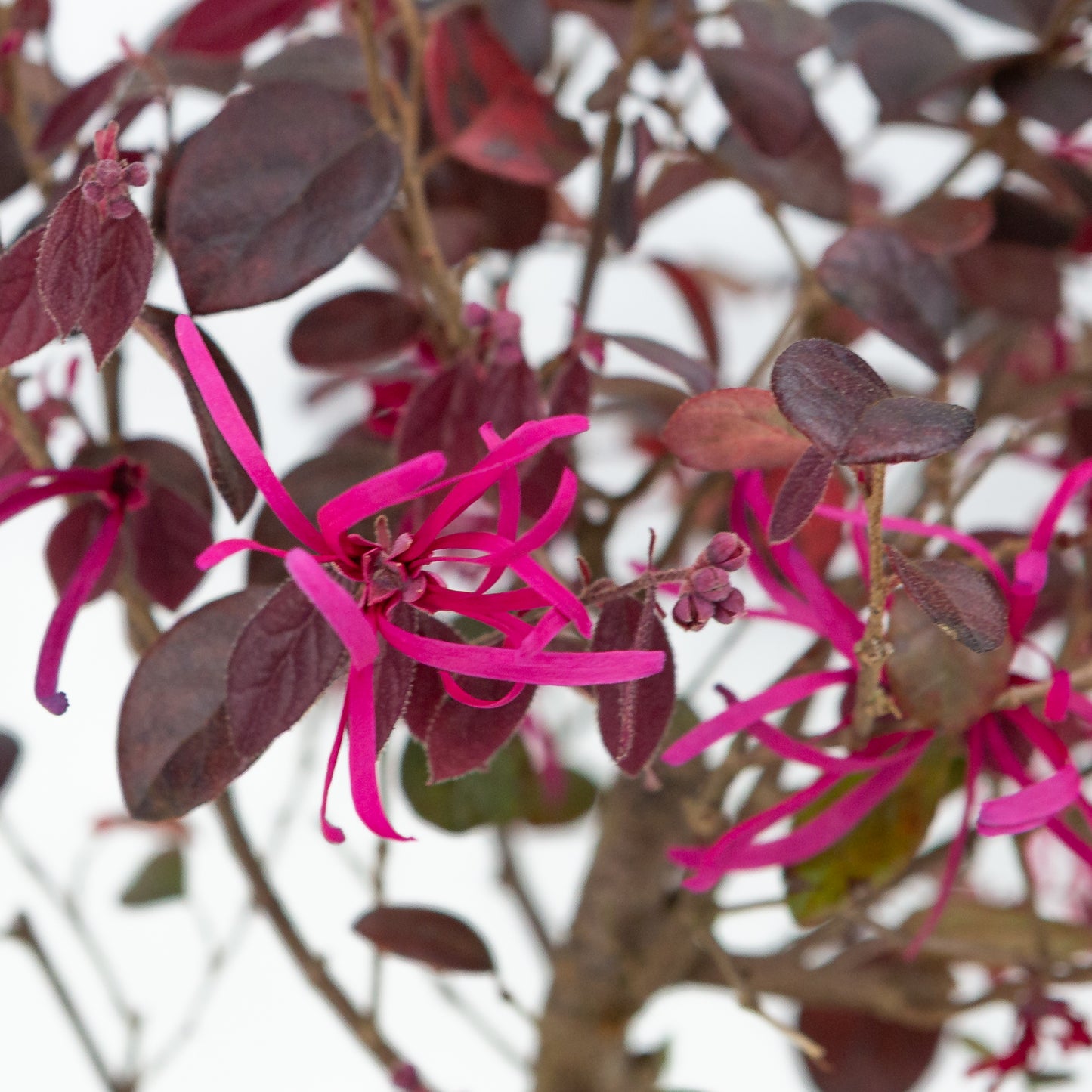 Loropetalum rubra in blauwe pot 15 cm, hoogte ~30 cm