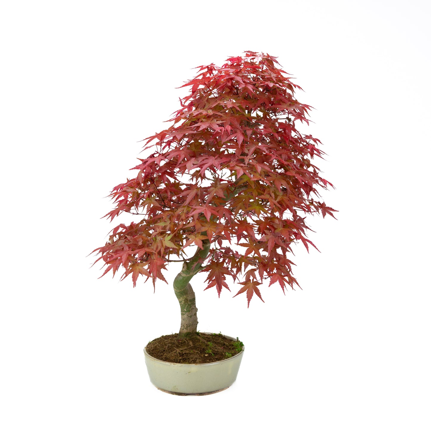 Acer palmatum (Japanse esdoorn), hoogte ~44 cm