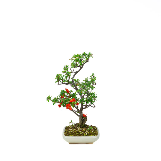 Chaenomeles speciosa (Japanse dwergkwee), hoogte ~38cm