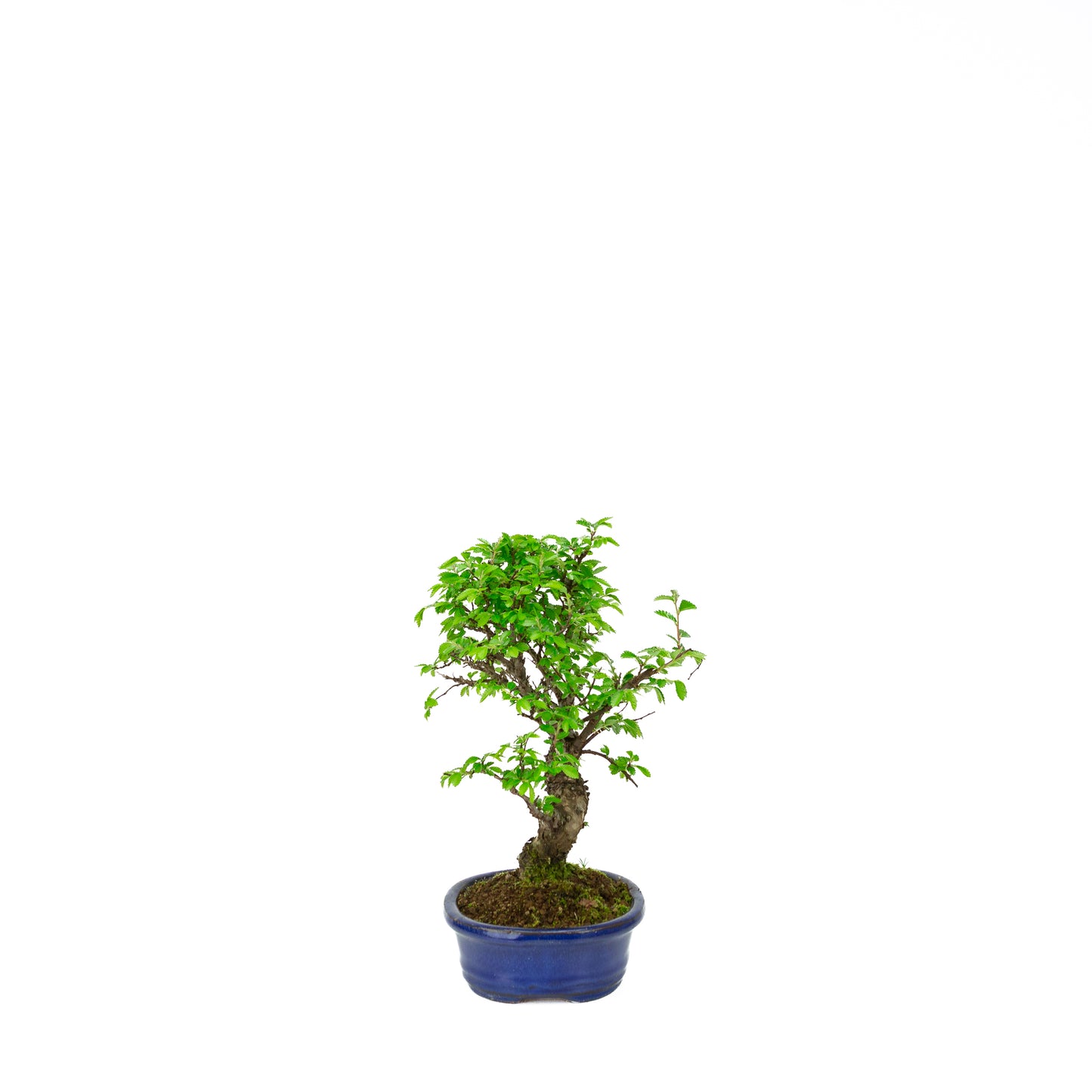 Ulmus parviflora (Chinese iep), hoogte ~28 cm
