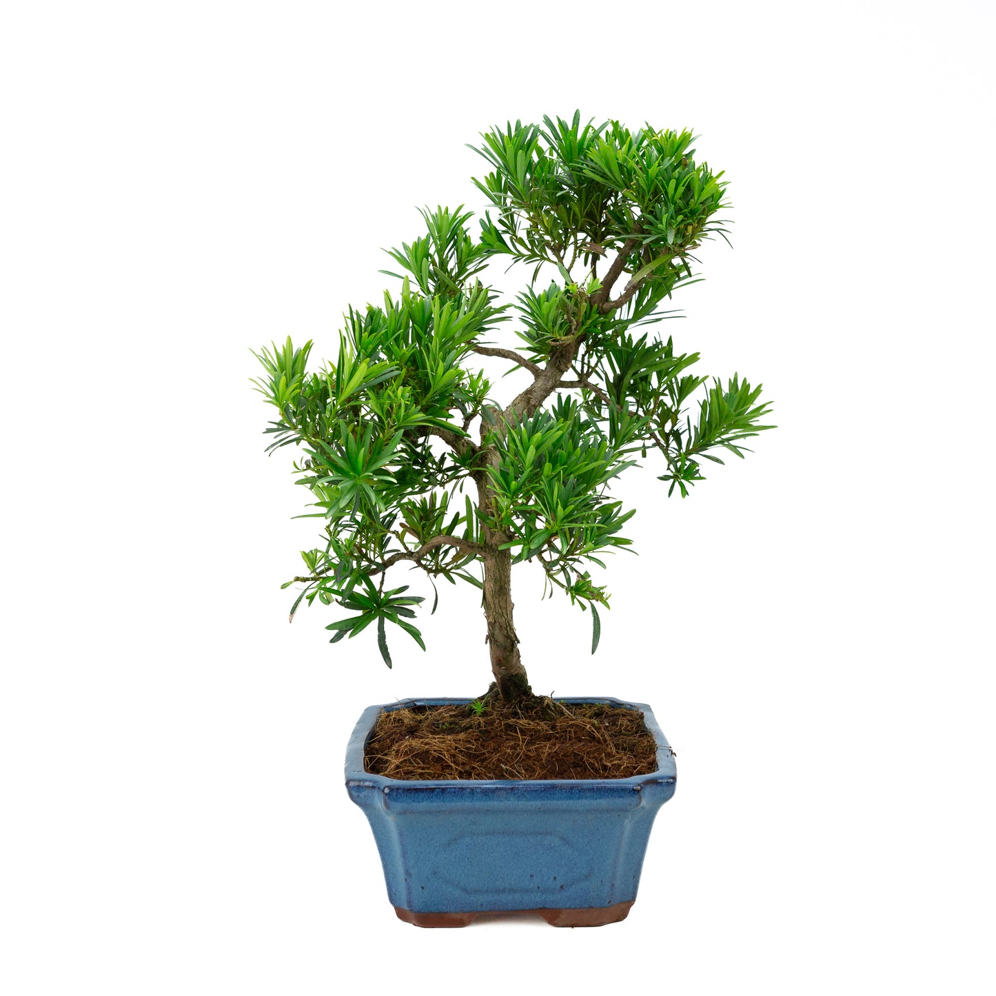 Podocarpus macrophylla (Japanse Boeddhaden), hoogte ~ 50 cm