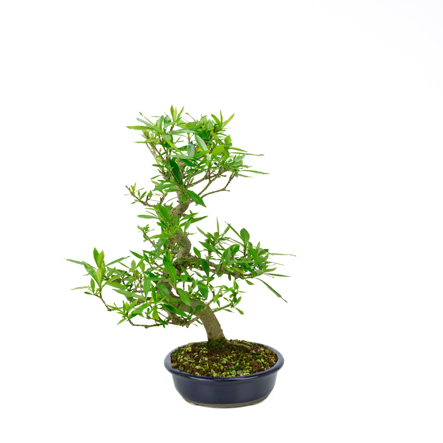 Gardenia (Kaapse Jasmijn), hoogte ~44 cm