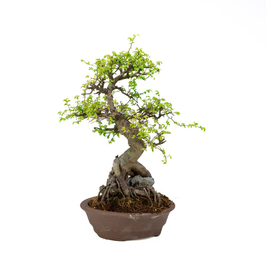 Zelkova parvifolia (Chinese iep), hoogte ~50 cm