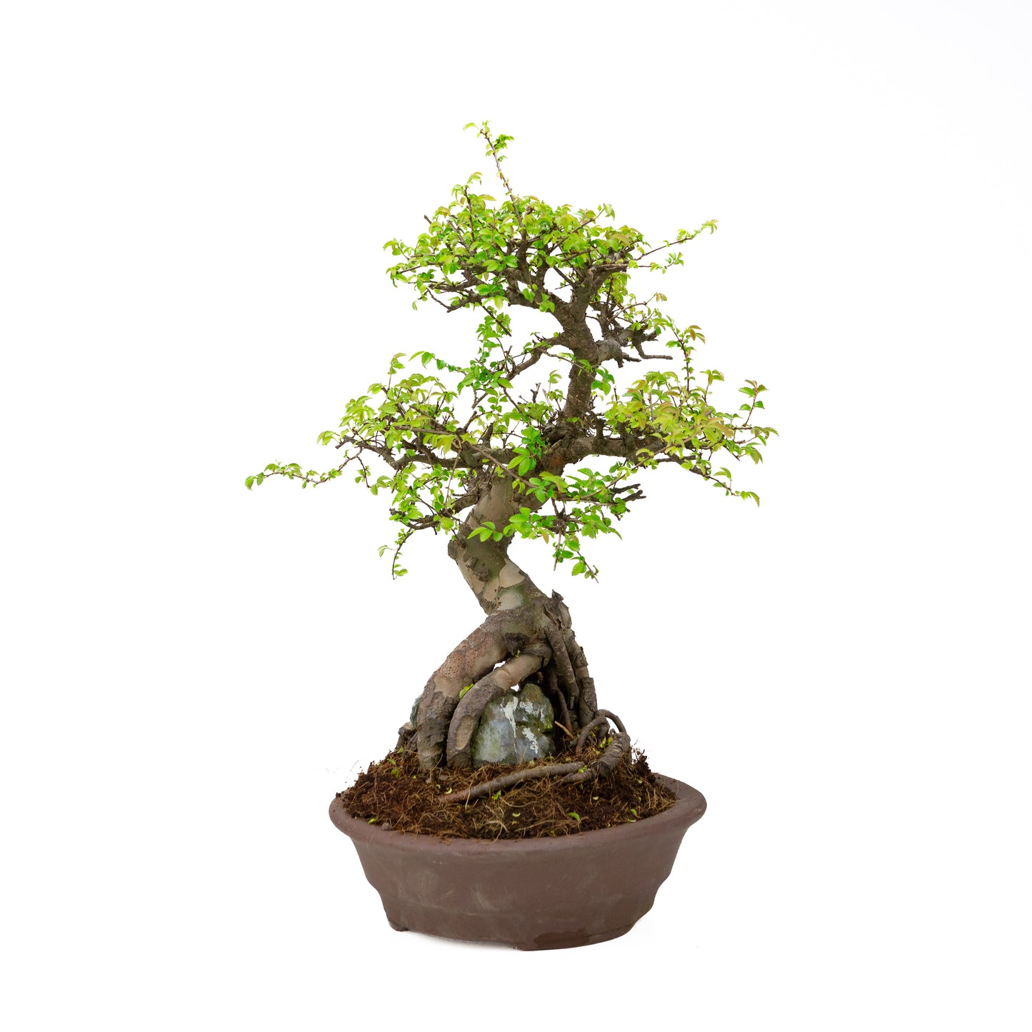 Zelkova parvifolia (Chinese iep), hoogte ~50 cm