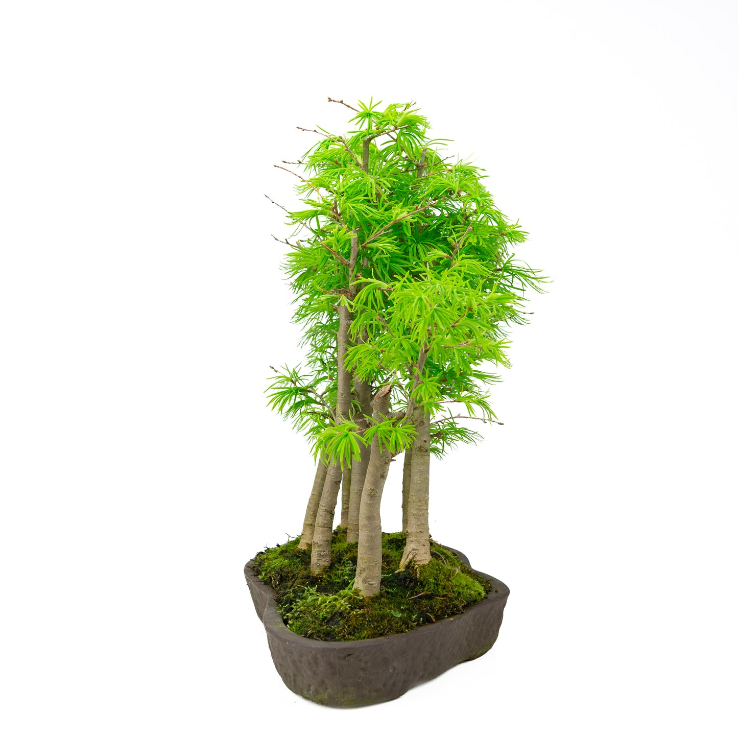 Pseudolarix amabilis (Japanse goudlariks), hoogte ~50 cm