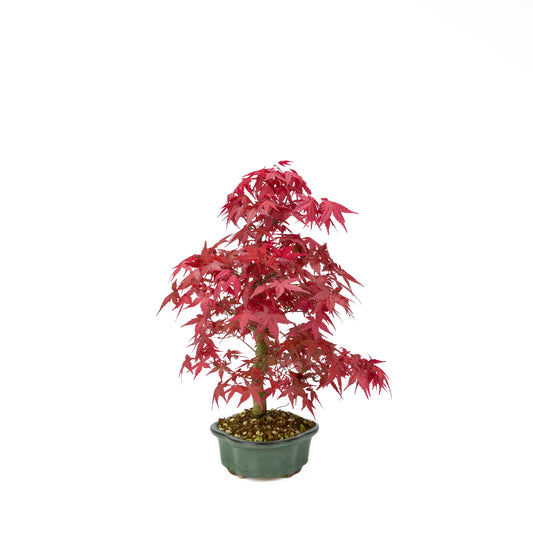 Acer palmatum Deshojo (Japanse esdoorn), hoogte ~40 cm