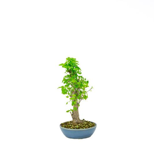 Ginkgo biloba (Japanse notenboom), hoogte ~37 cm