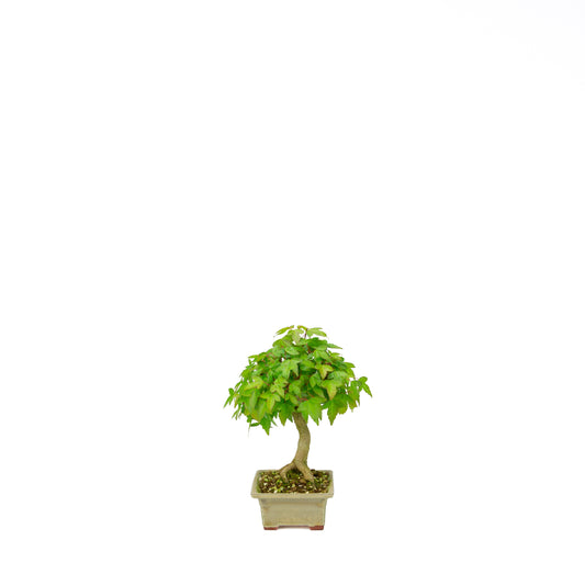 Acer buergerianum (Drietandesdoorn), hoogte ~24 cm